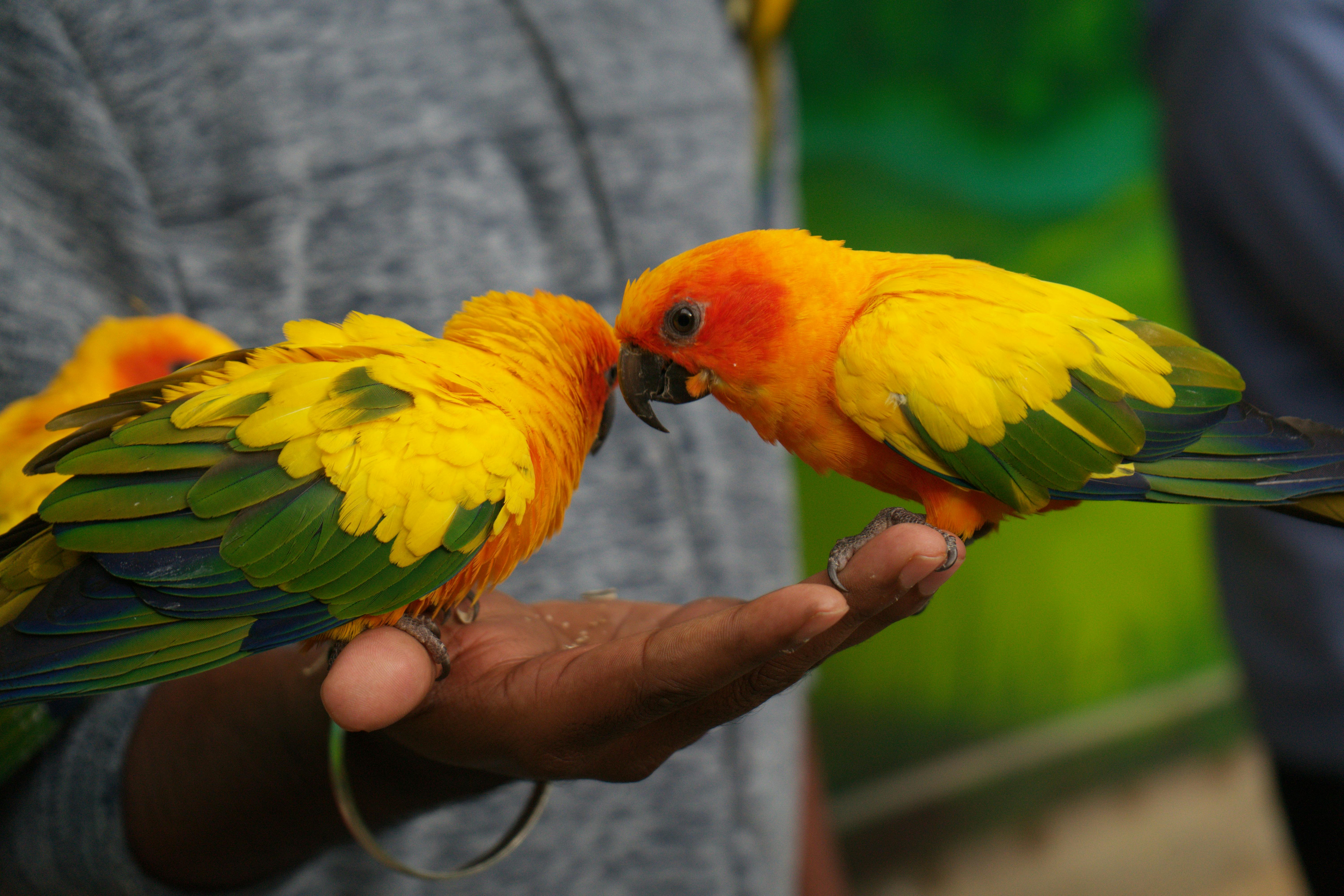 Companion bird at Paradise Animal Hospital