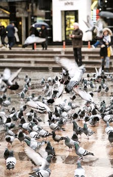 Scene of pigeons flocking in a city square on a rainy day.