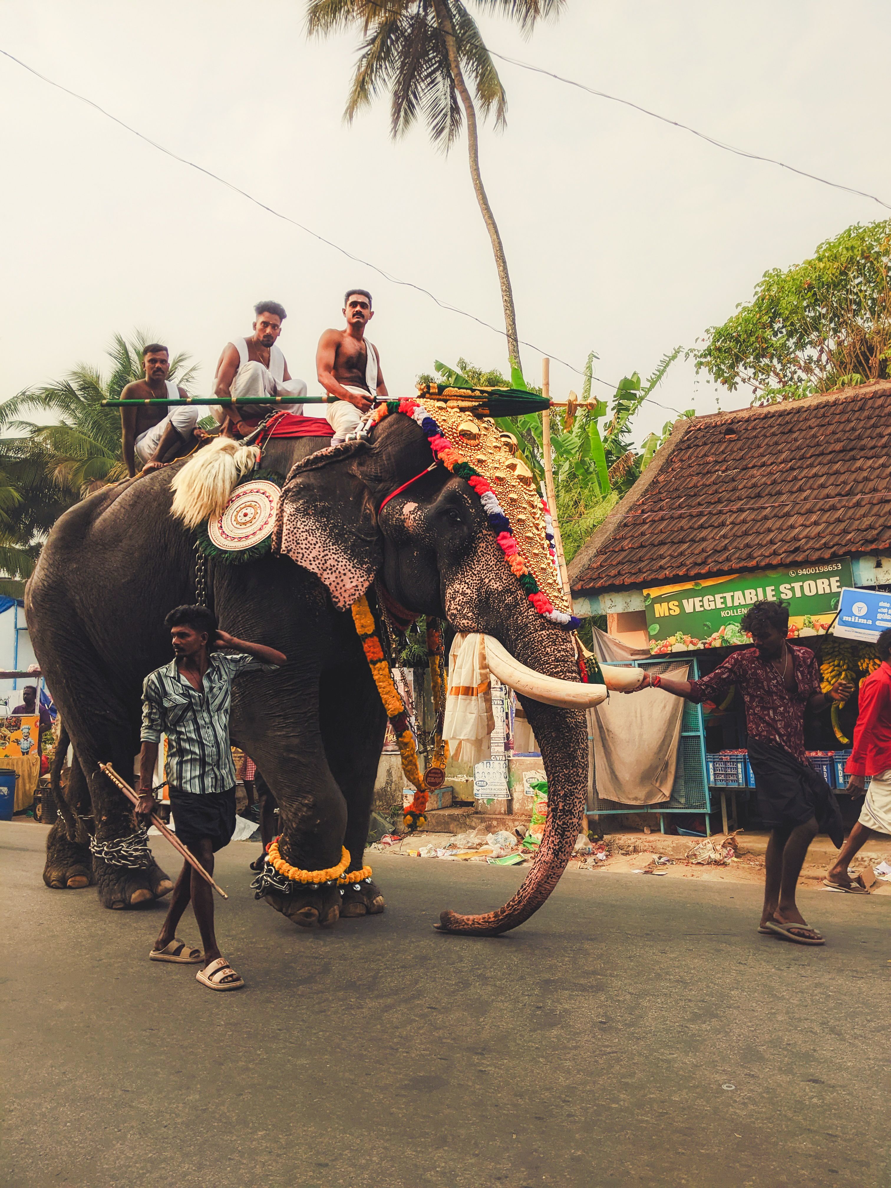 Decorated Elephant Procession in Indian Street · Free Stock Photo