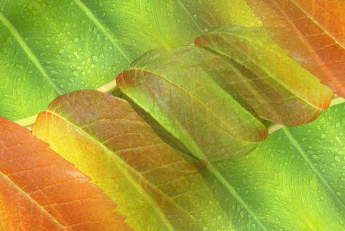 Close up of Wet Leaves