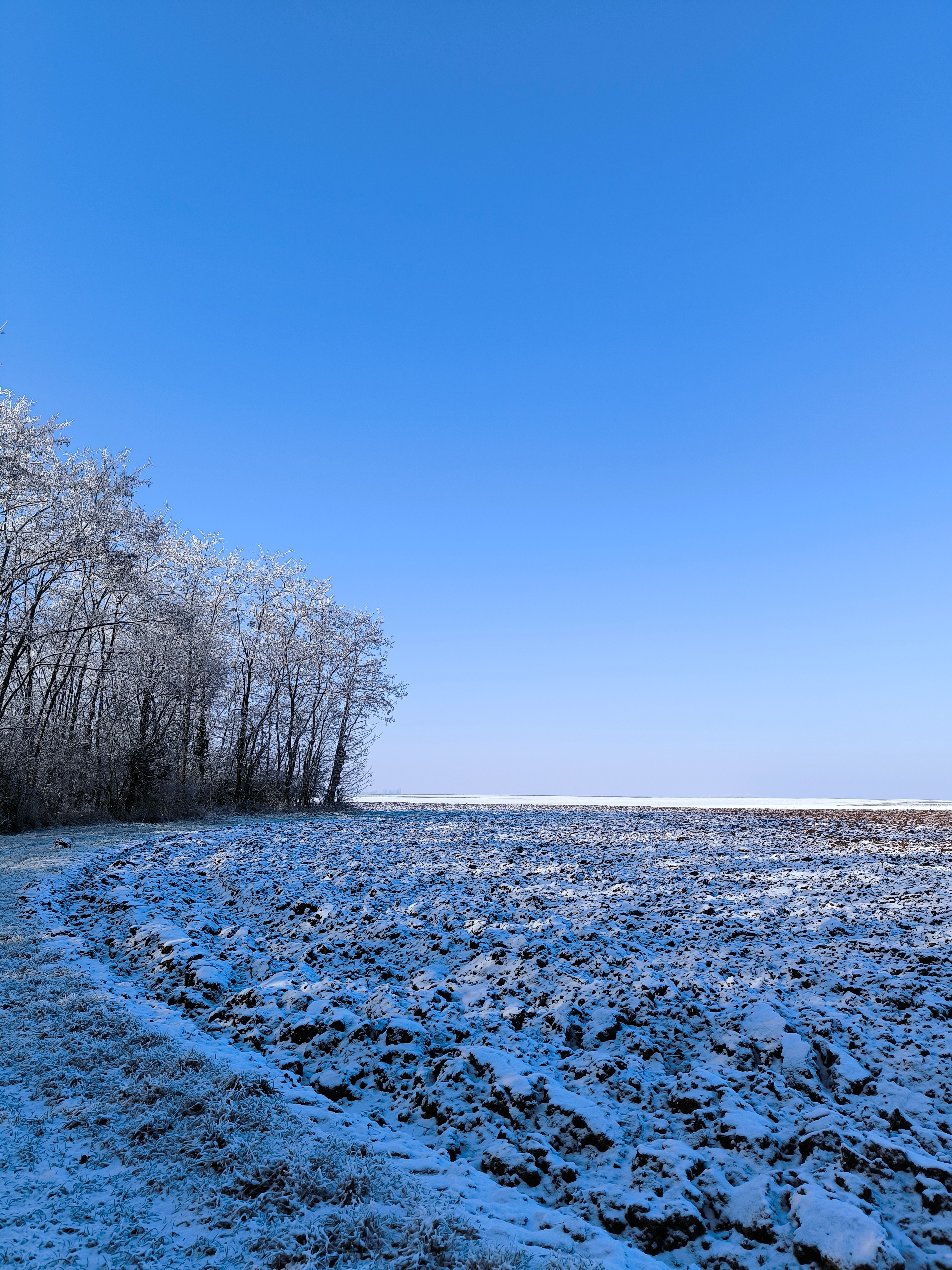 Serene Winter Landscape with Frosted Trees · Free Stock Photo
