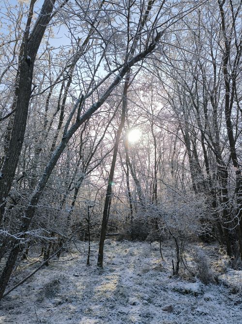 Free A serene winter forest scene with sun peeking through snow-covered trees. Stock Photo
