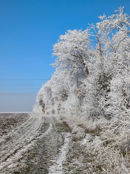 Stunning winter landscape featuring frost-covered trees against a vibrant blue sky.
