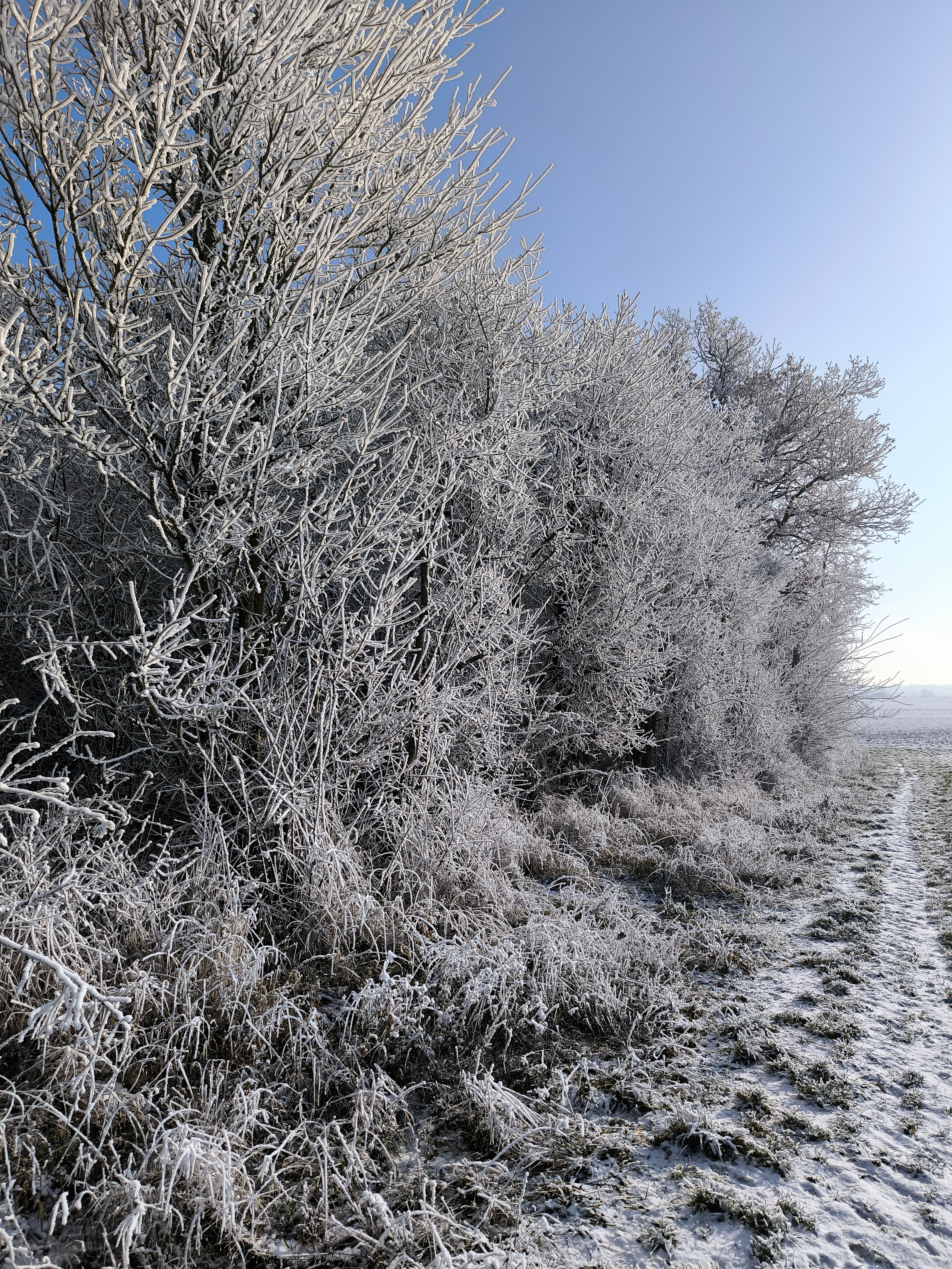 Frosty Winter Landscape with Snow-Covered Trees · Free Stock Photo