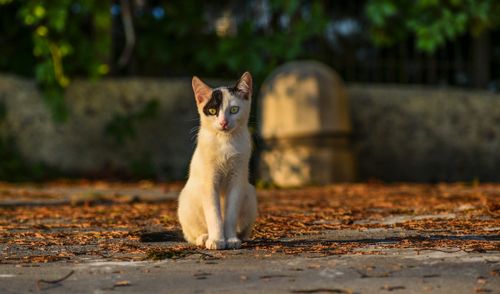 Free A stray cat sitting on a sunlit street in İstanbul, Türkiye during golden hour. Stock Photo