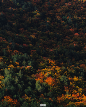 A stunning aerial view of a dense forest during autumn, showcasing vivid fall colors and natural beauty.