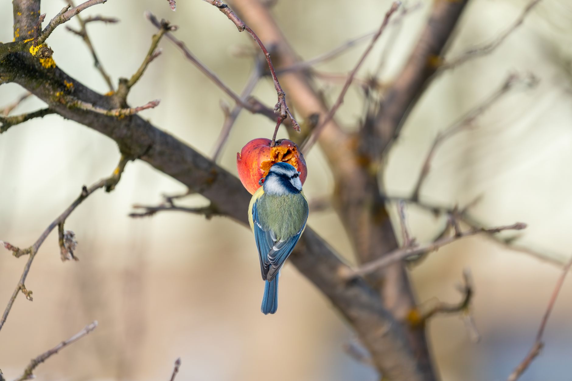 How To Feed Fruit Safely In Extreme Climates?