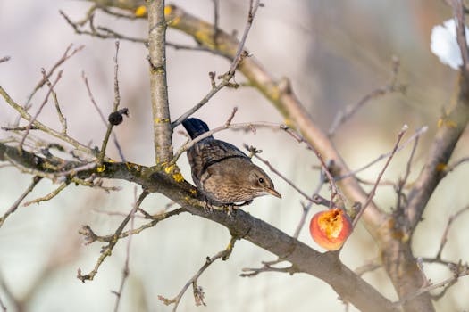 Un uccello è appollaiato su un ramo spoglio di un albero con una mela mezza mangiata, circondato da un paesaggio invernale.