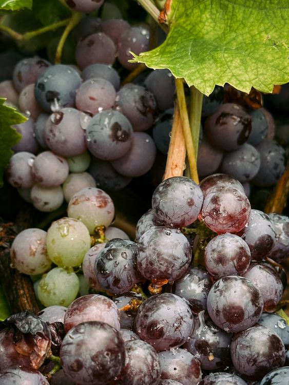 Close-up of Dewy Grapes in Requena Vineyard · Free Stock Photo
