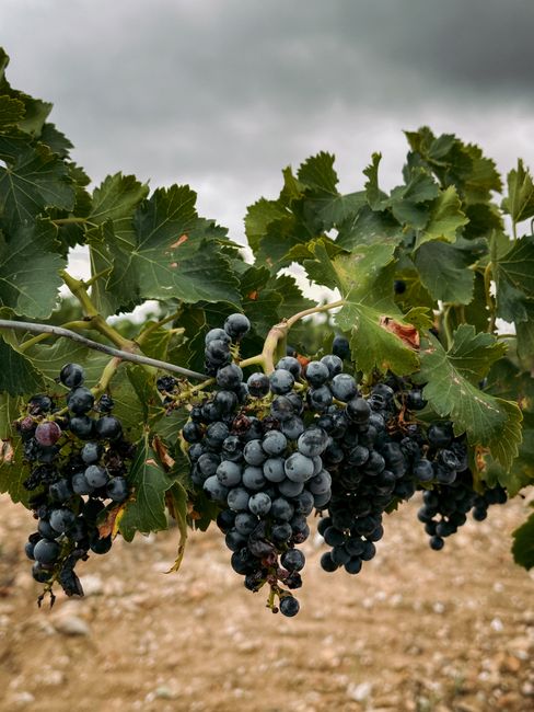 Close-up of ripe grapes hanging from a vine in a vineyard in Requena, Valencia, Spain under cloudy skies.