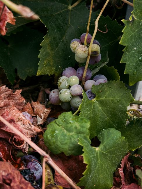 Close-up of ripe grapes among leaves in an autumn vineyard.