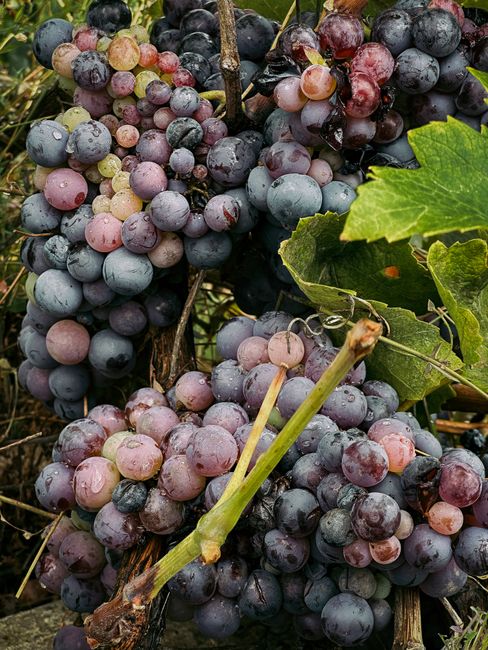 Juicy clusters of ripe grapes in Requena, Valencia, showcasing nature's bounty.