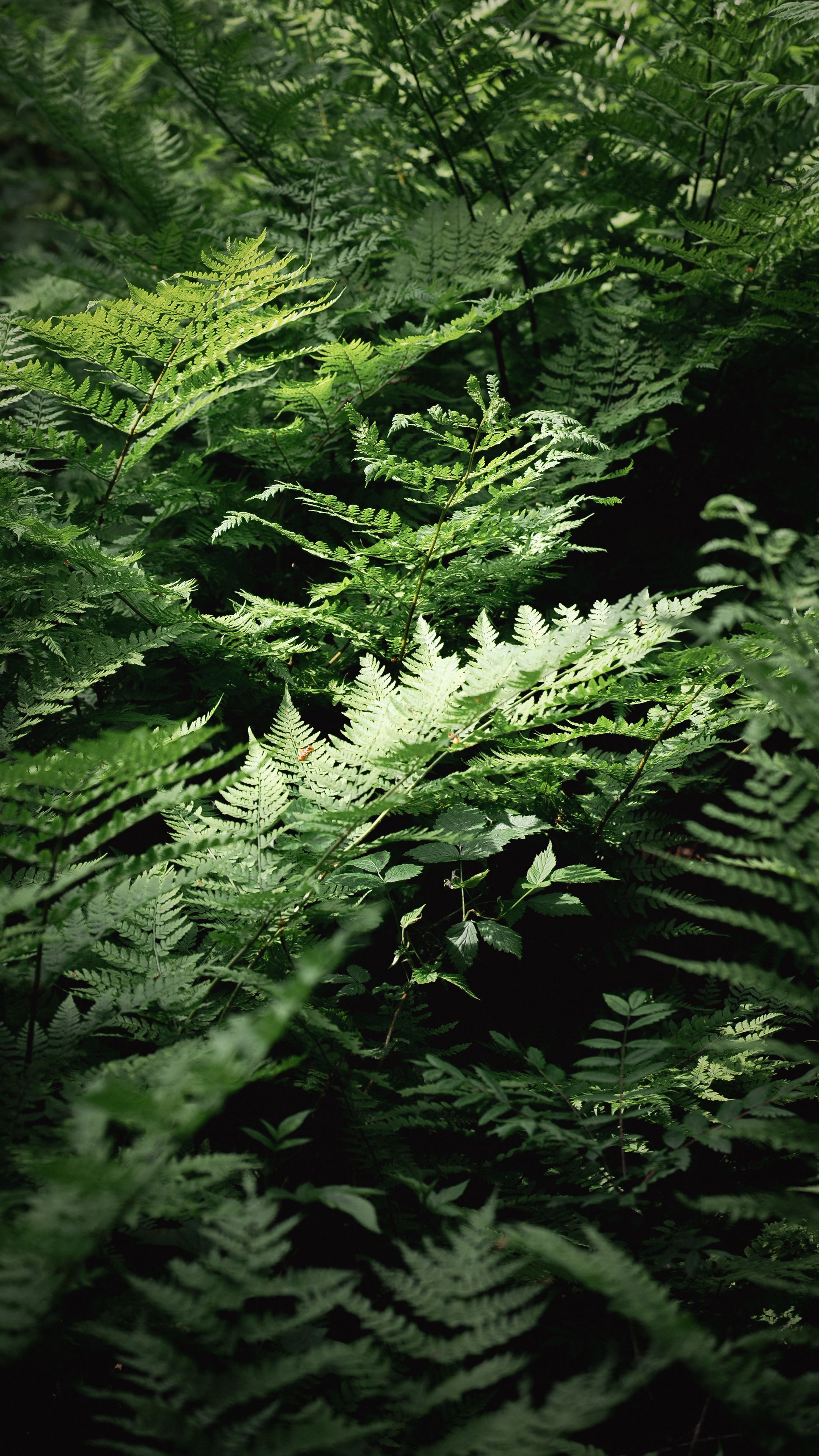 kaktus stachel Cephalocereus senilis | Botanical Archive main image 1
