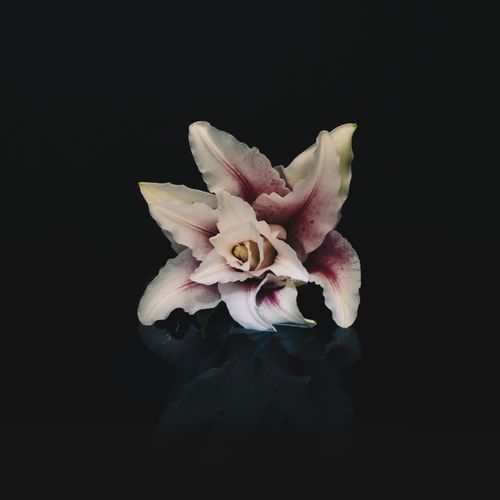 Free A white and pink lily flower elegantly reflected on a dark surface, creating a dramatic contrast. Stock Photo