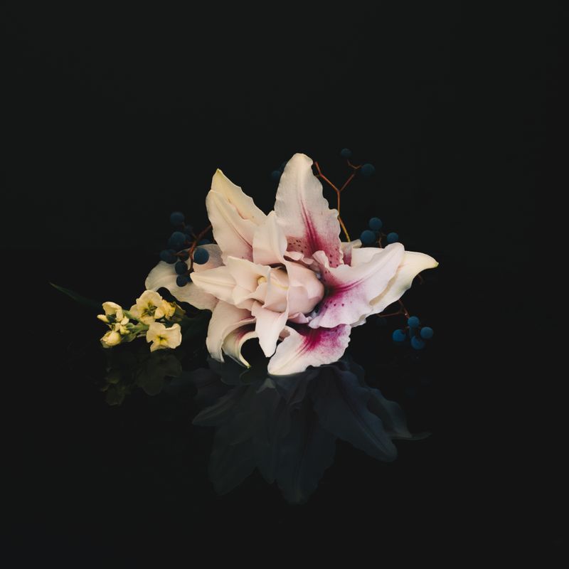 Lily and berries mirrored on a dark reflective surface, rendered with Verso 3 — photo by Evie Shaffer on Pexels