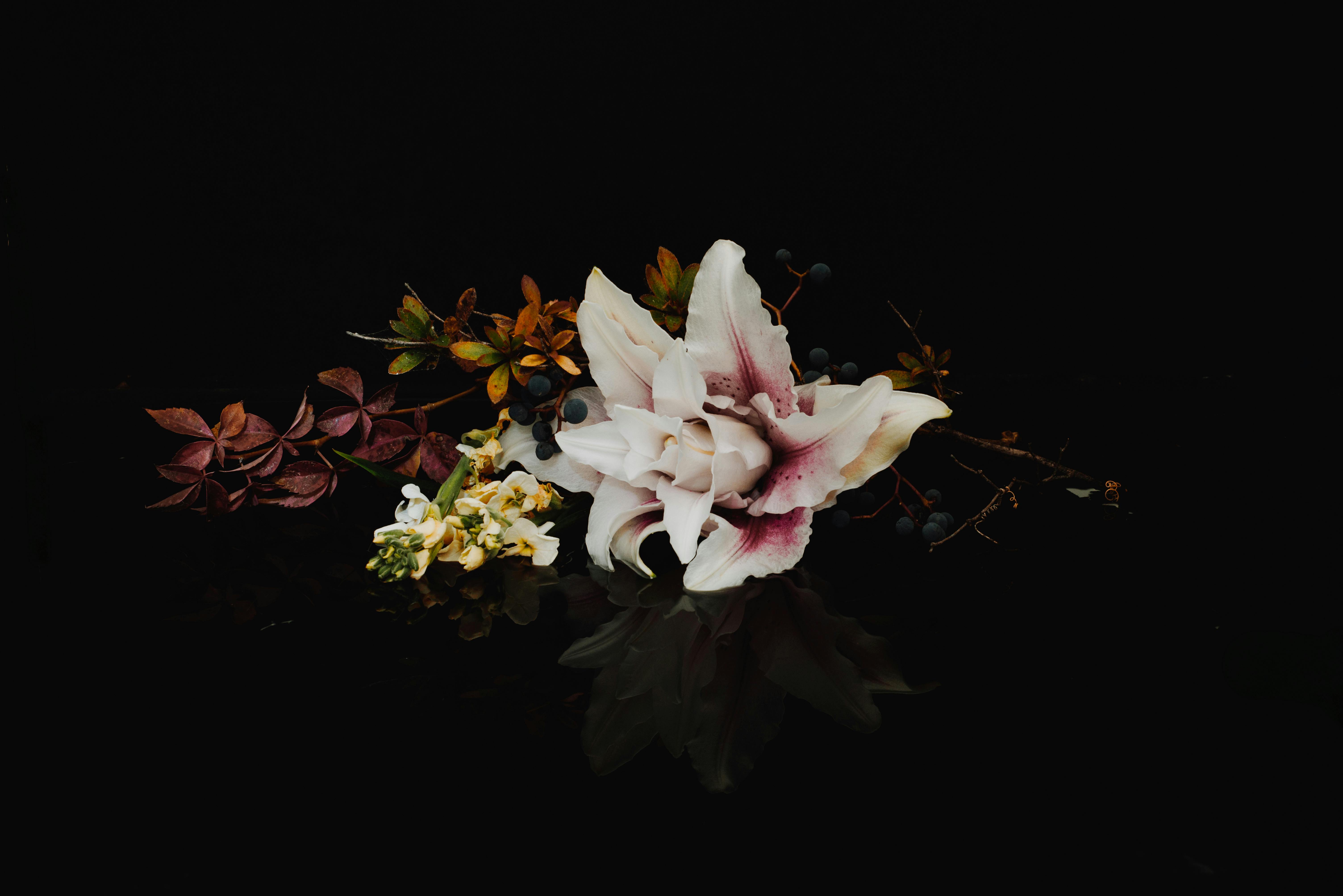 Free stock photo of dark, death, flower