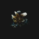 Album art — dark still life with flowers. Photo by Evie Shaffer on Pexels