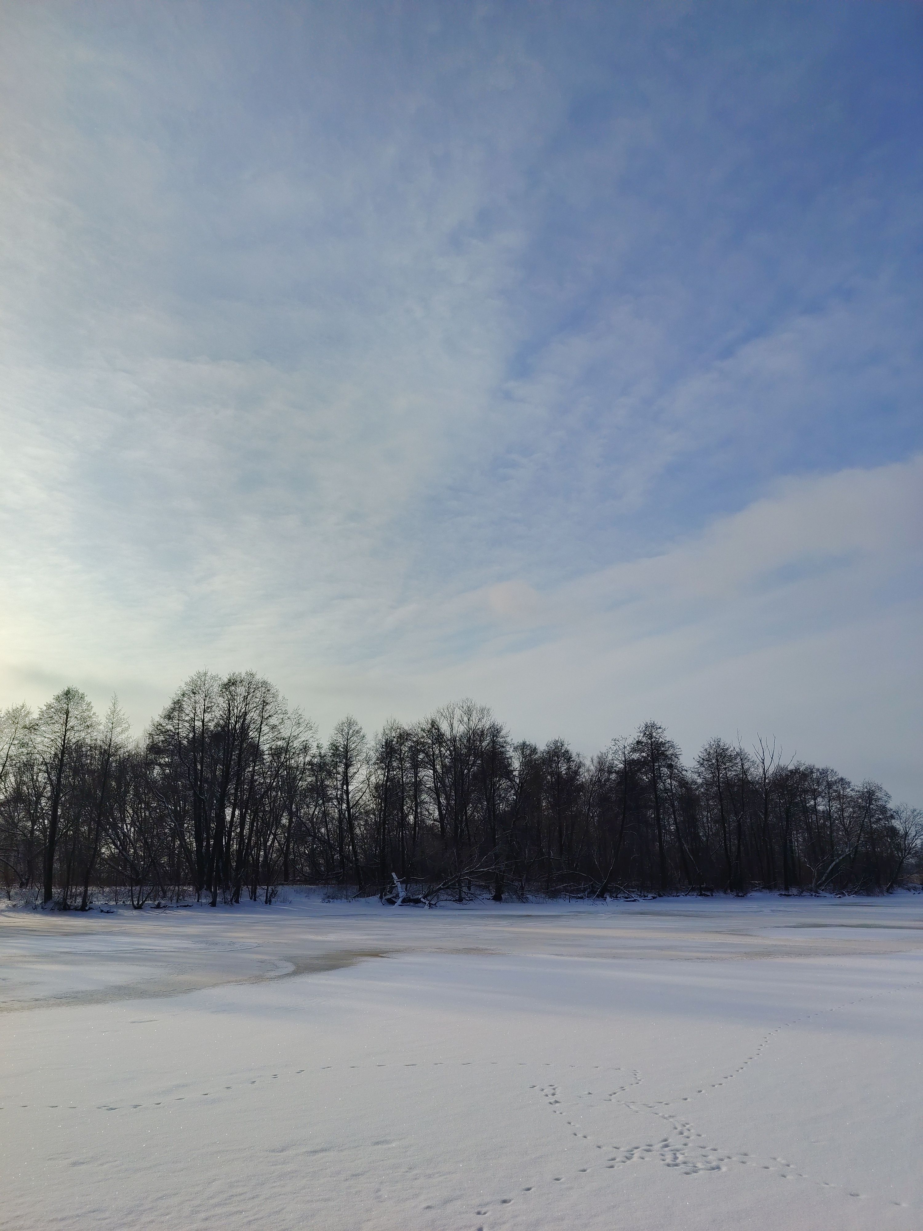 Snowy Winter Landscape with Bare Trees and Blue Sky · Free Stock Photo