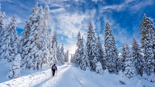 Free A lone hiker treks through a snowy forest in Lower Silesian Voivodeship, Poland. Stock Photo