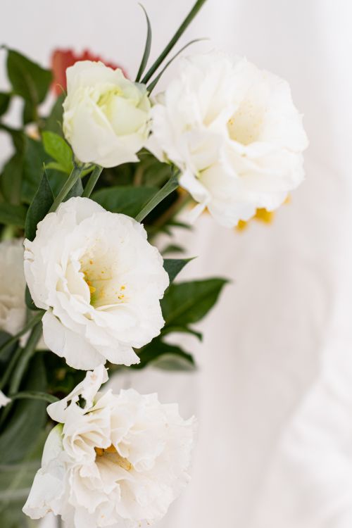Free A beautiful arrangement of white roses with green leaves, captured in soft natural lighting for a serene atmosphere. Stock Photo