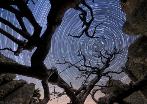 Stunning long exposure of swirling star trails framed by dramatic tree silhouettes at night.