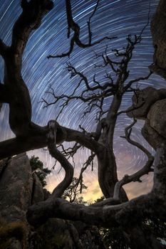 Captivating view of star trails swirling above a gnarled tree silhouette, showcasing celestial motion.