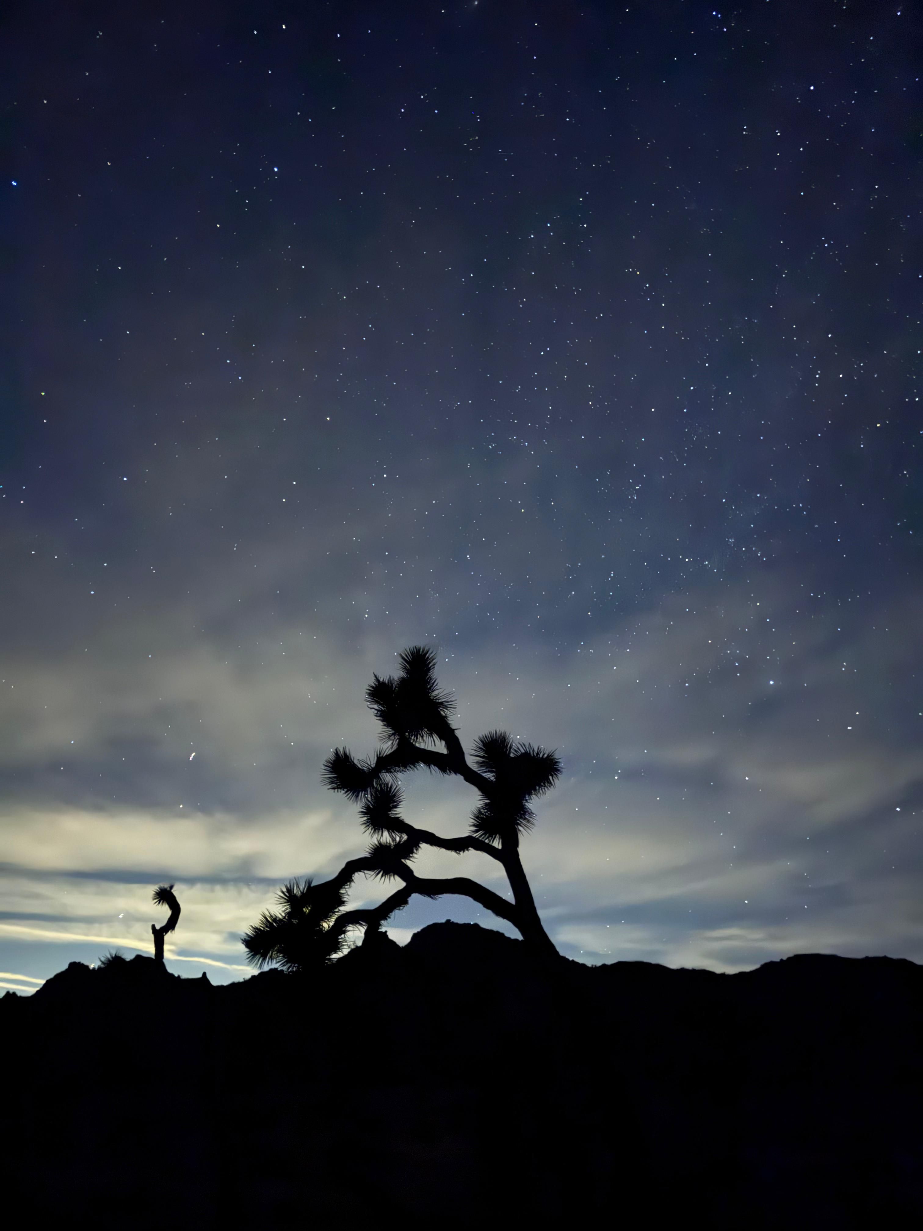 Starry Night Sky over Joshua Tree Silhouette · Free Stock Photo