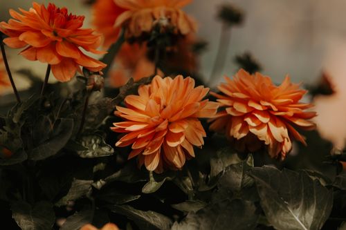 Free Close-up of vibrant orange dahlias blooming outdoors, capturing their intricate details and lush petals. Stock Photo