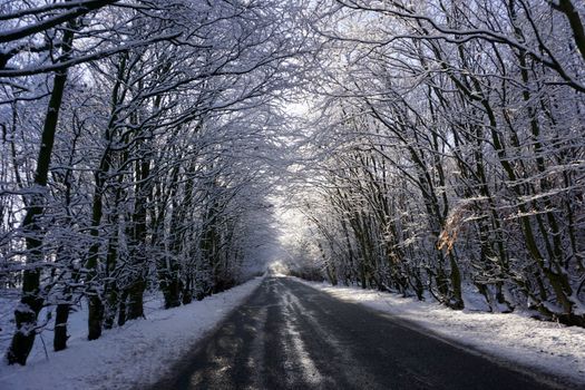 A picturesque frosty winter road through a tunnel of snowy trees in the UK countryside.