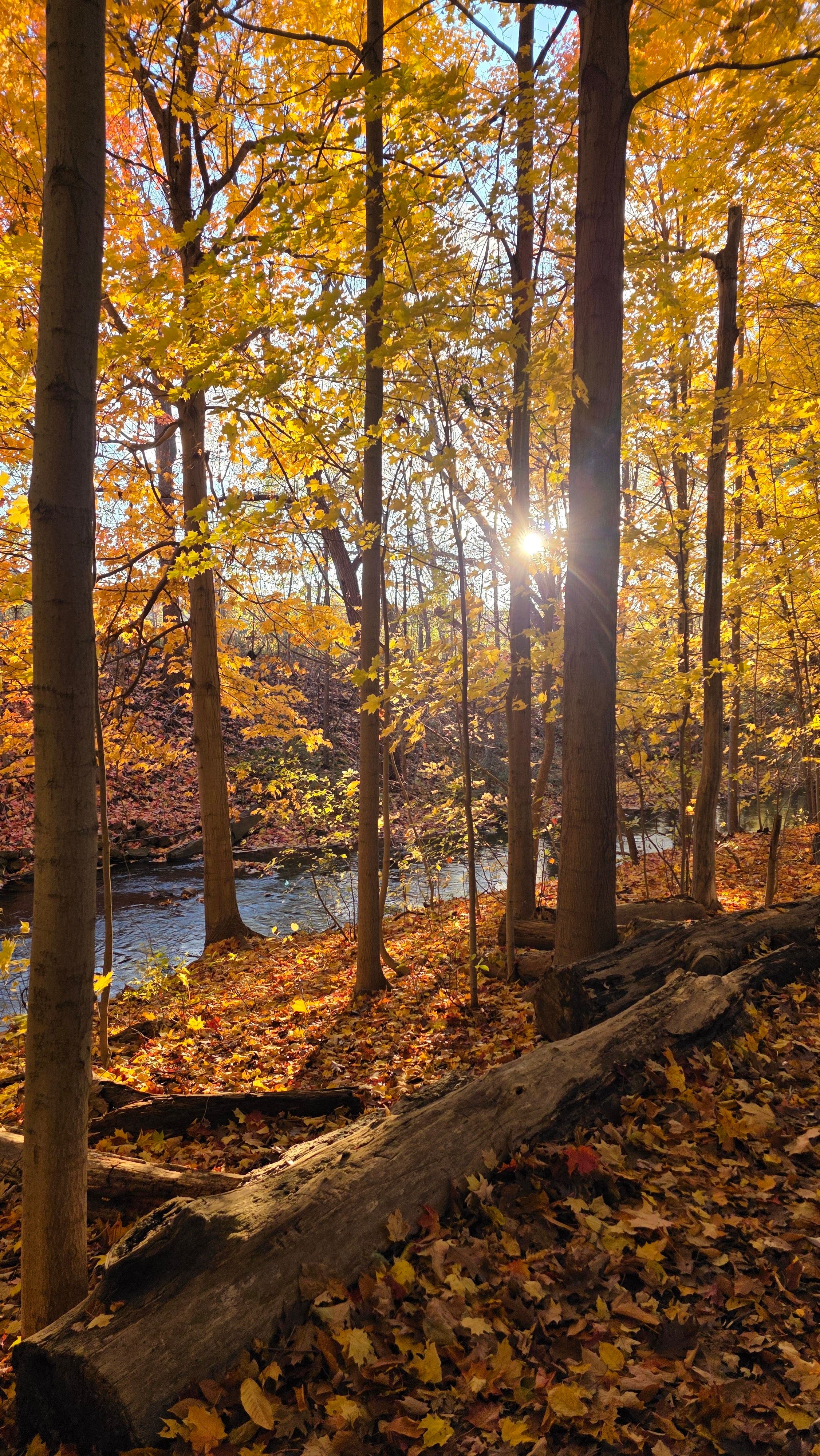 Golden autumn leaves in a sunlit forest along a peaceful trail in Milton, Ontario.