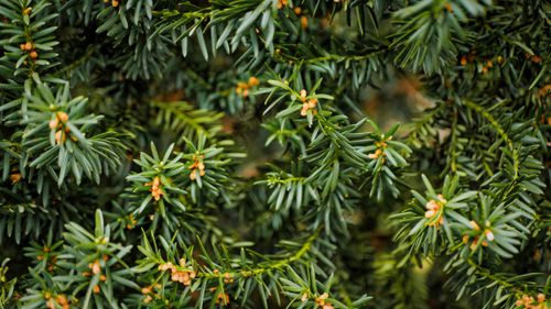 Free Detailed capture of an evergreen yew branch featuring small cones, showcasing lush green foliage. Stock Photo