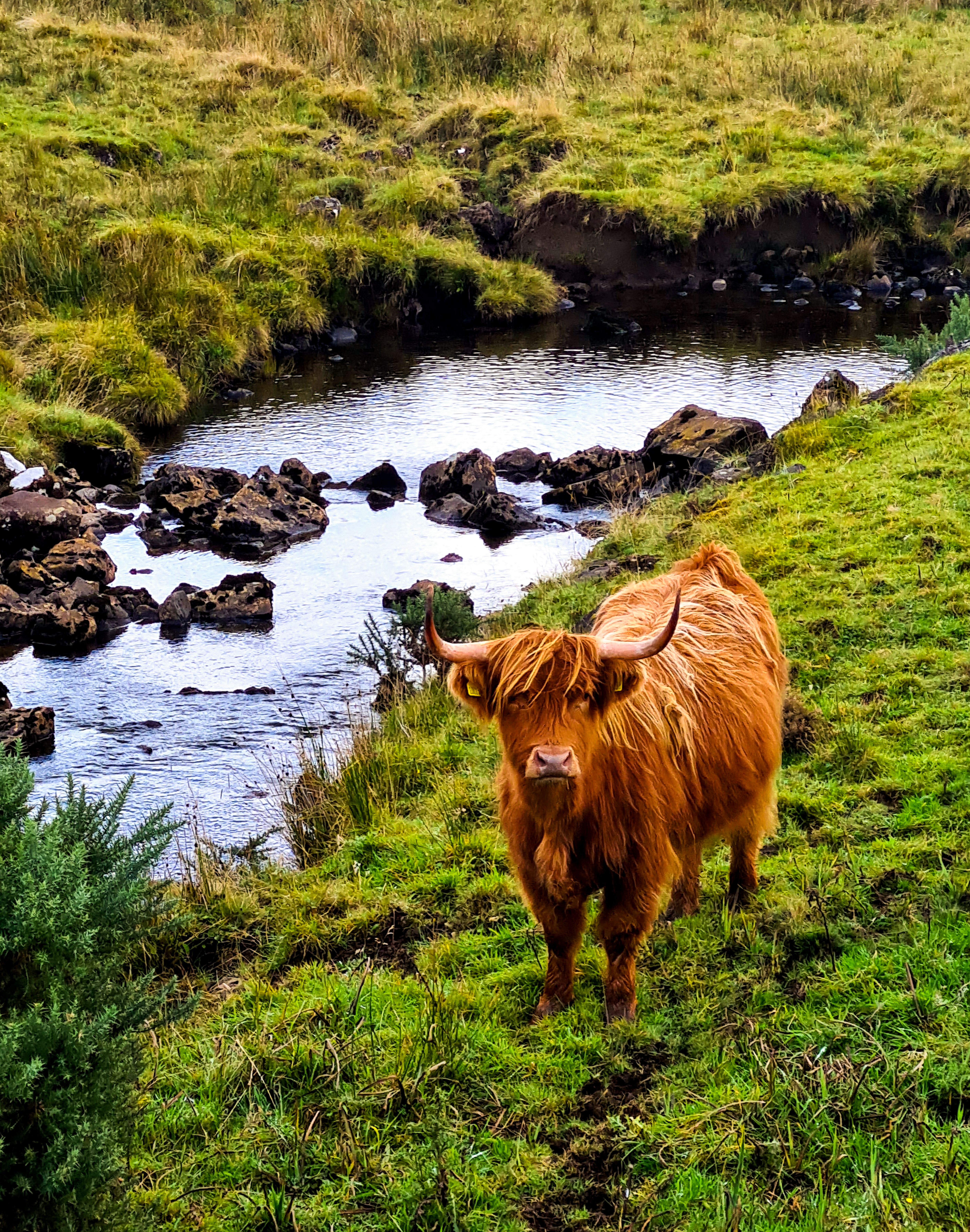 Highland Cow by a Stream in Scenic Scotland · Free Stock Photo
