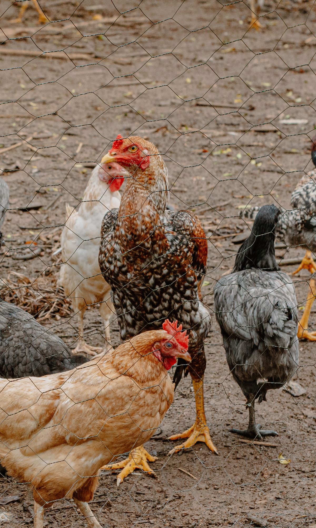 Poultry and egg production
