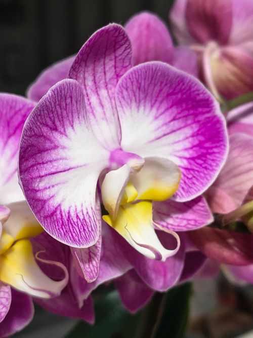 Free Close-up of a vivid Phalaenopsis orchid with striking pink and white petals in natural light. Stock Photo