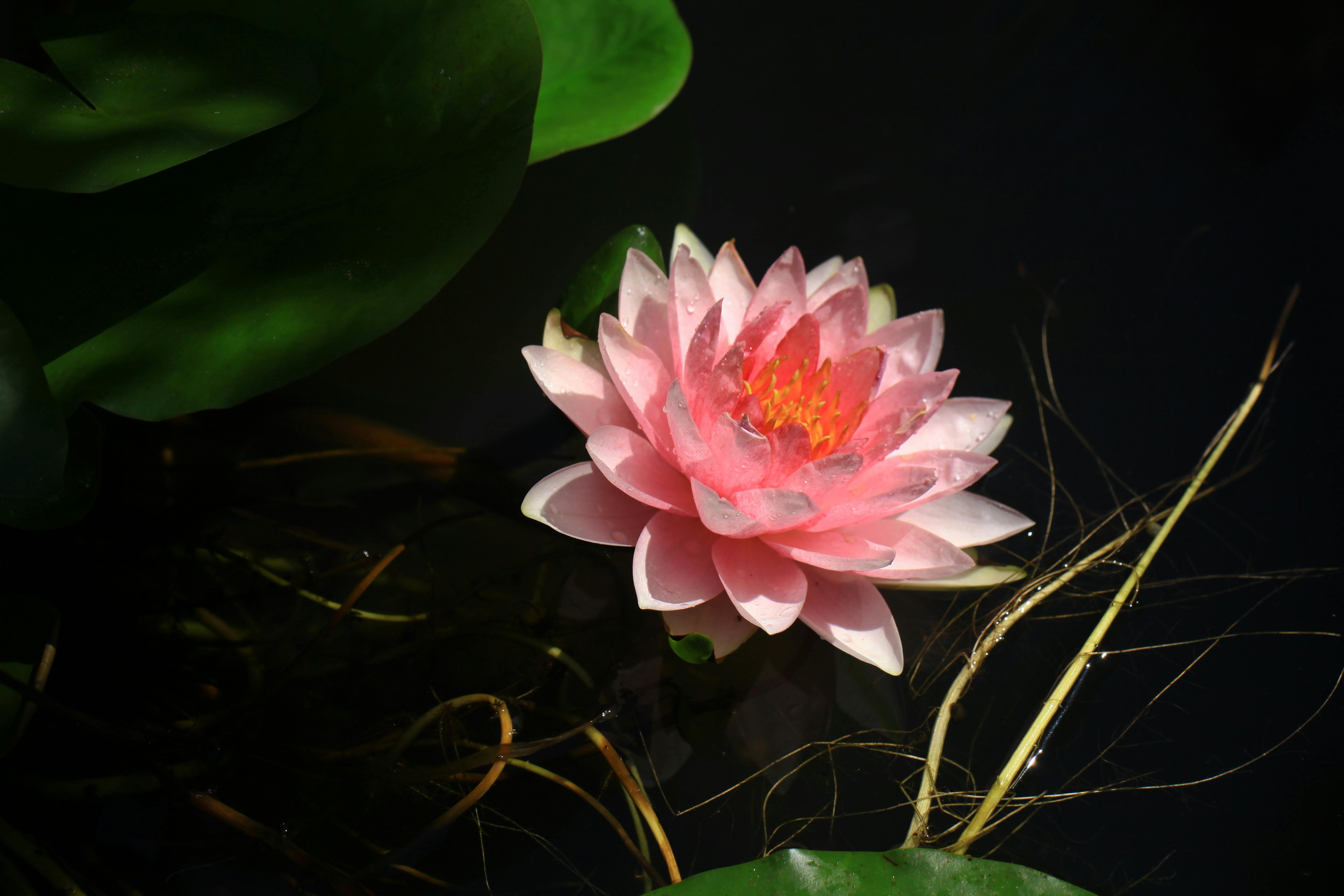 Jardin tropical luxuriant