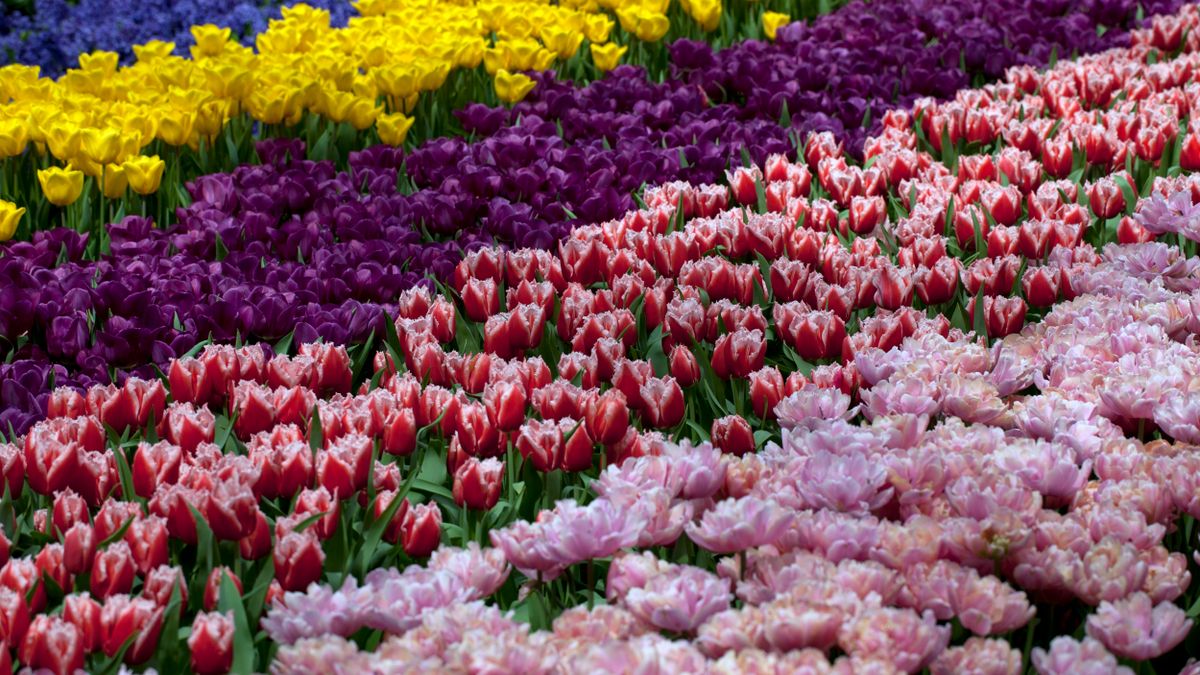 Jardin de fleurs vivaces - illustration