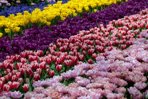 Millions of tulips at Keukenhof Tulip Festival 2027