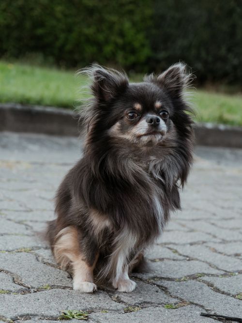 Free Cute long-haired Chihuahua sits on outdoor pavement, looking alert and adorable. Stock Photo