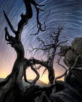 Dramatic star trails over a gnarled tree set against a clear night sky.