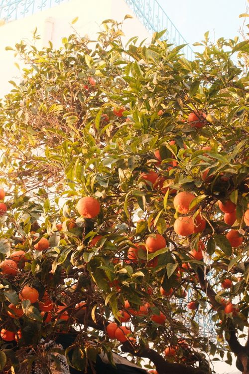 Free Lush orange tree in Tunisian city of Sidi Bou Said under warm sunlight. Stock Photo