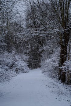 Serene wooded path blanketed in fresh snow, surrounded by winter trees.
