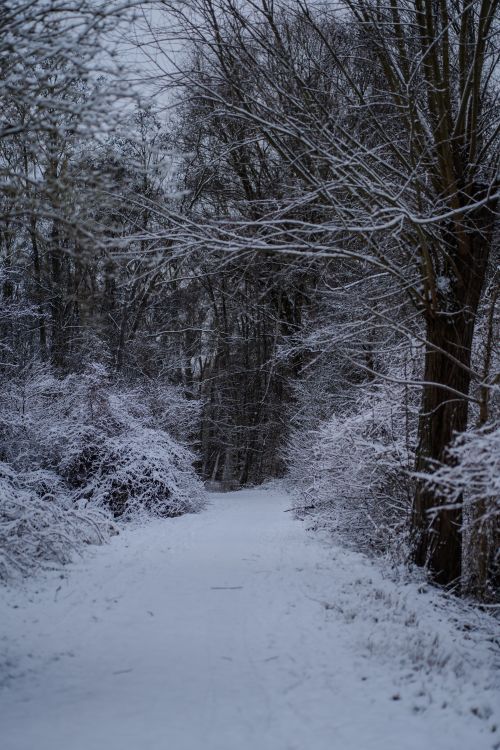 Free Serene wooded path blanketed in fresh snow, surrounded by winter trees. Stock Photo