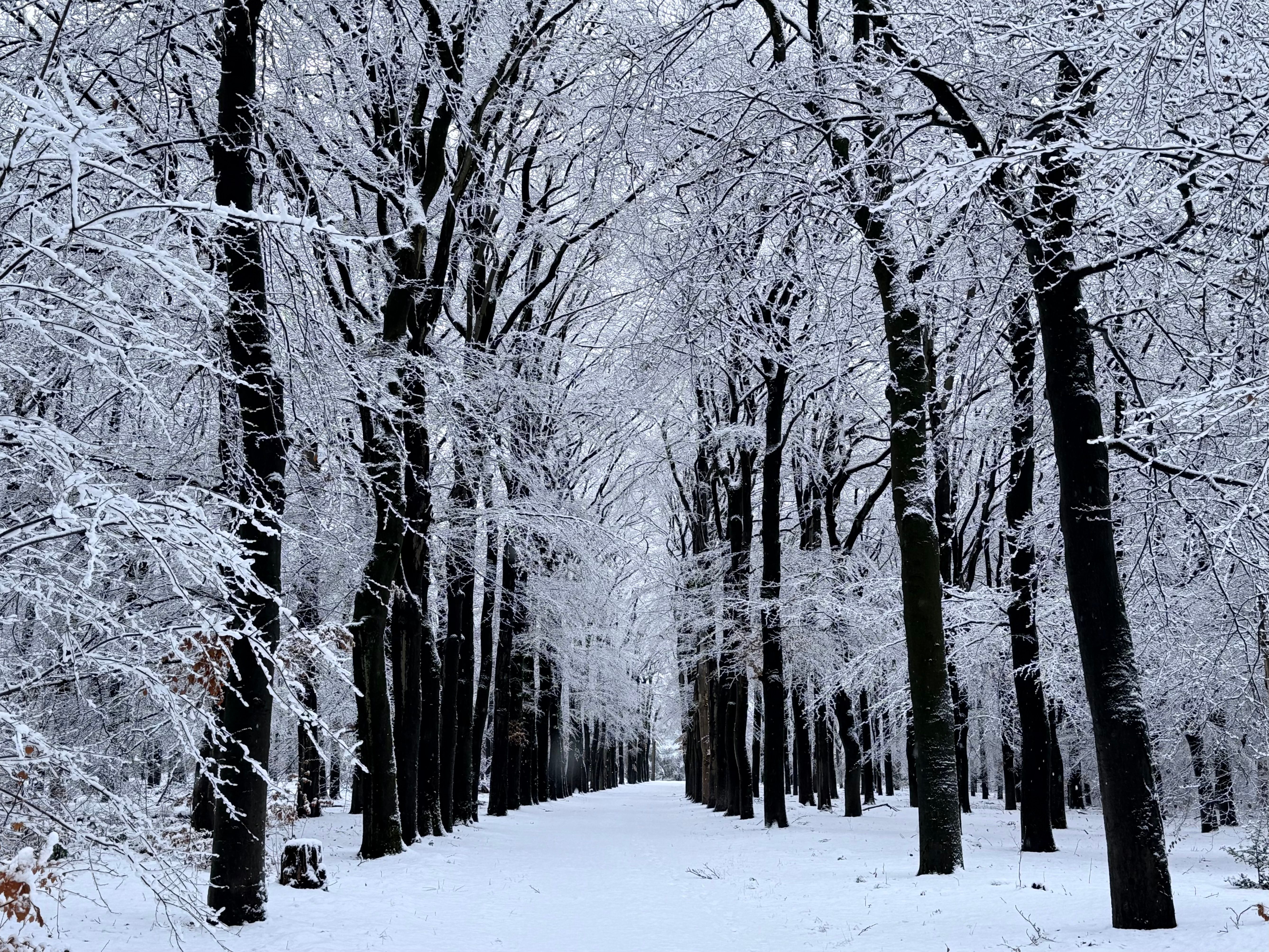 Snow Covered Winter Forest Pathway · Free Stock Photo