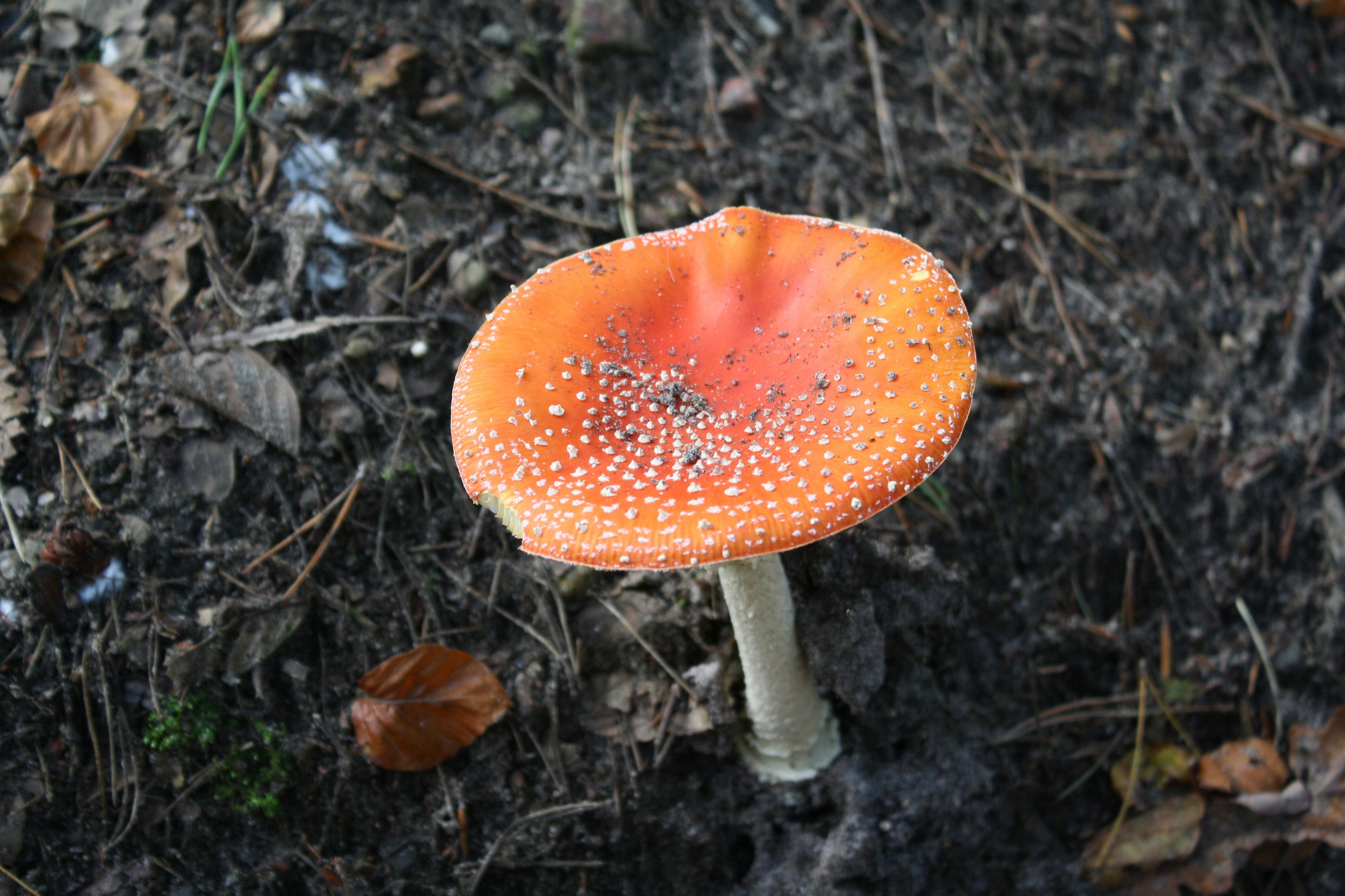 free-stock-photo-of-mushroom-poison-poisonous