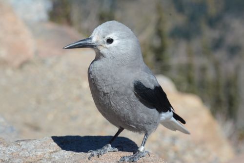 Free Closeup of Clark's Nutcracker on a rock in Colorado sunshine. Stock Photo