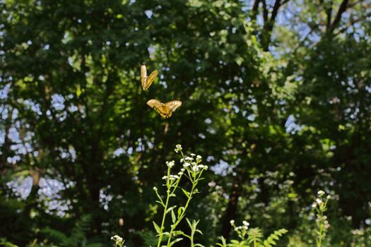 Two butterflies flutter above blooming wildflowers in a lush green forest setting.