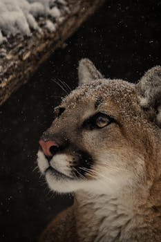 Close-up of a snow-dusted puma in a natural winter habitat.