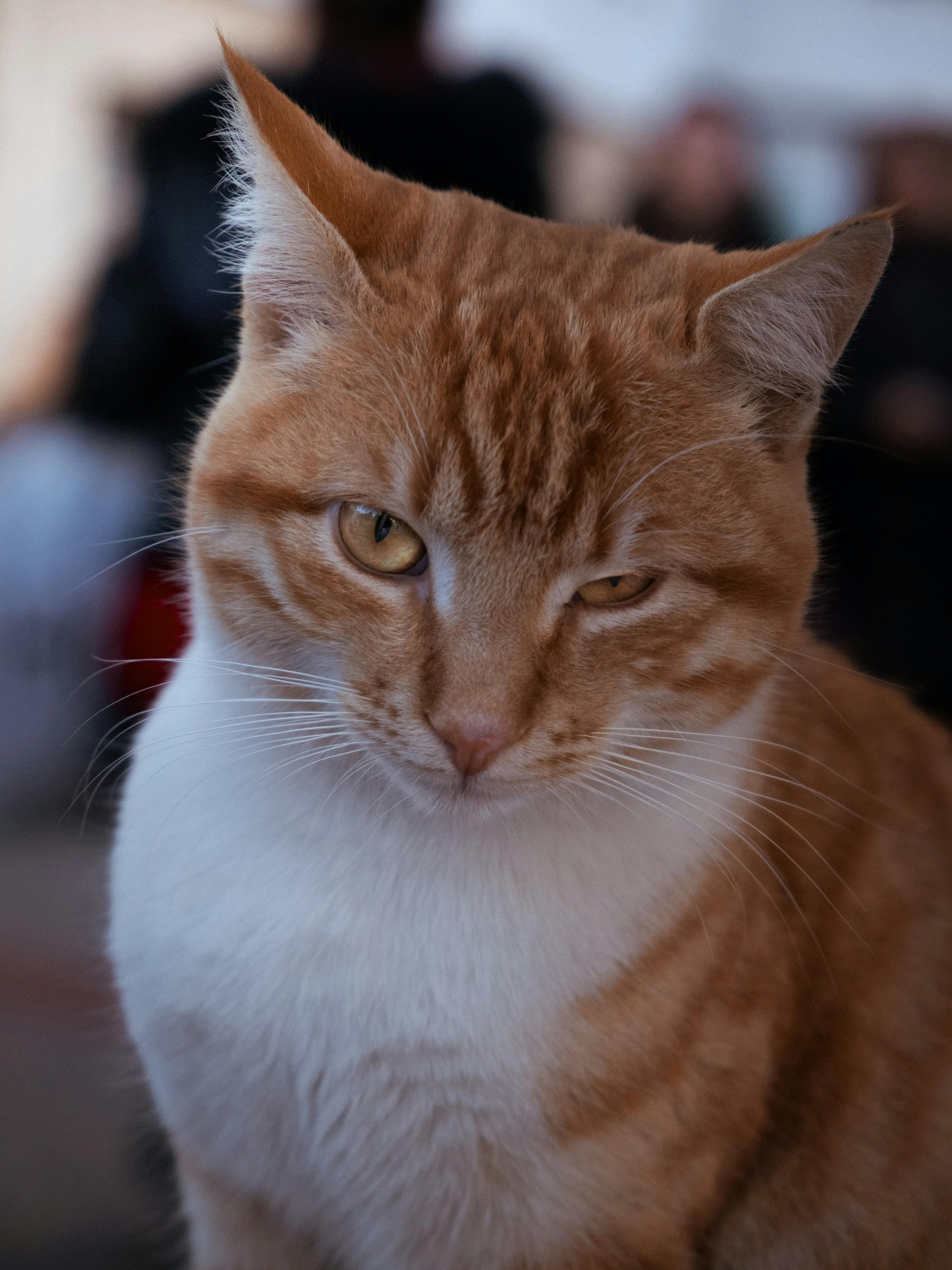 Exploring the Versatility of T-fal's 12-Piece⁤ Nonstick Set