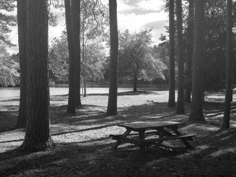 Serene black and white view of a picnic area surrounded by trees and a lake in Columbia, South Carolina.