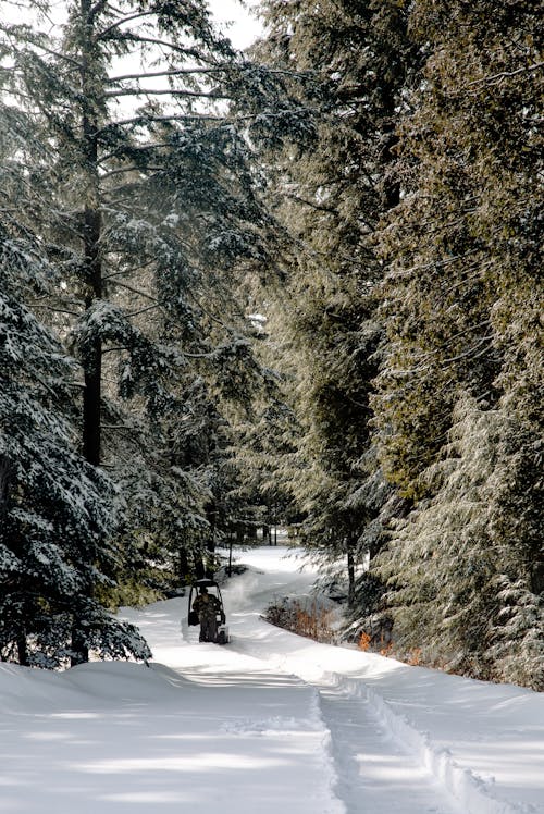 grátis Pessoa Andando De Veículo Em Campo Nevado Cercado De árvores Verdes Foto profissional